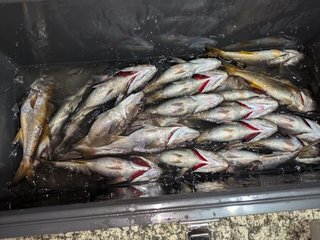 アジ