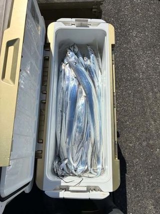 タチウオ