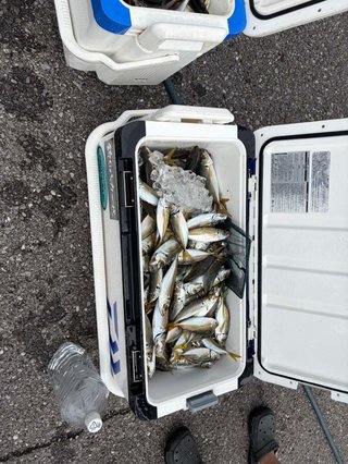 アジ