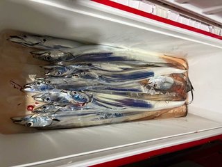 タチ