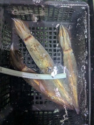 アカイカ