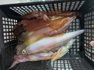 アカイカ