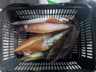 アカイカ