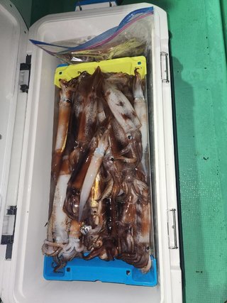 スルメイカ
