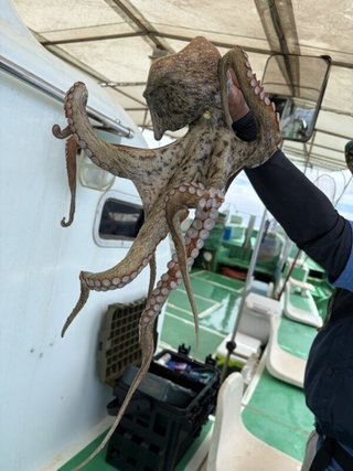 タコ