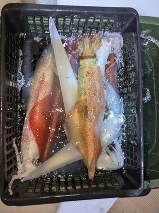 アカイカ