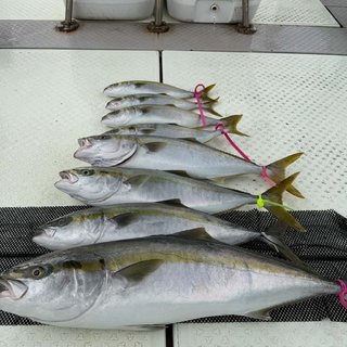 ハマチ