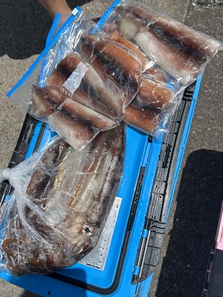 スルメイカ