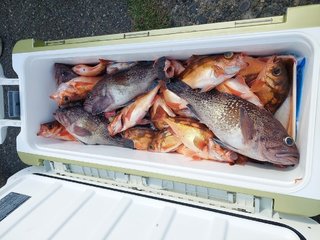 オキメバル