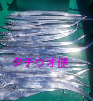 タチウオ