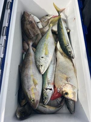 シマアジ