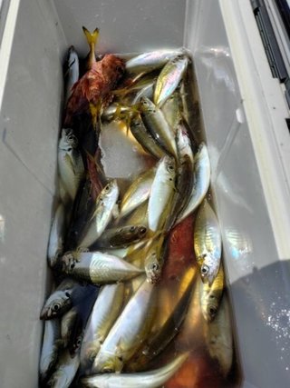 アジ