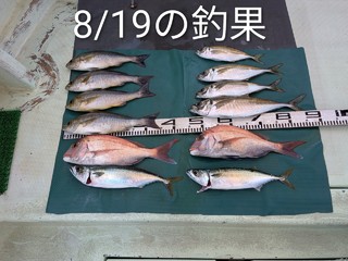 マダイ