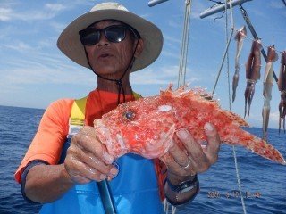 スルメイカ