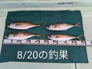 マアジ