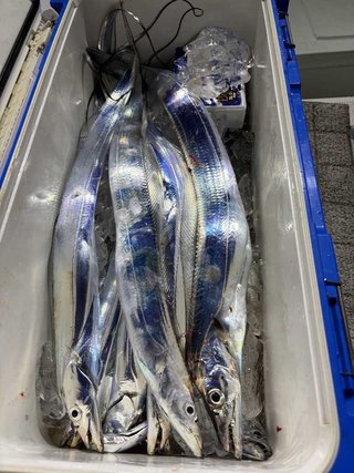 タチ
