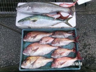 マダイ