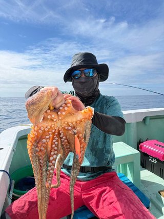タコ