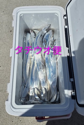 タチウオ