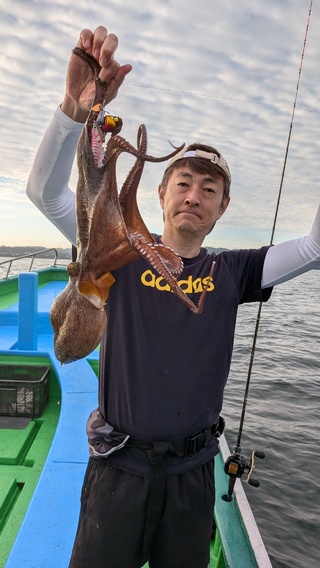マダコ