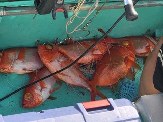 キンメ