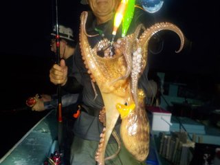 マダコ