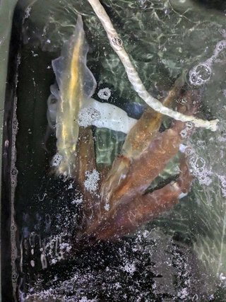 アカイカ