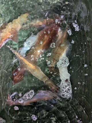 アカイカ