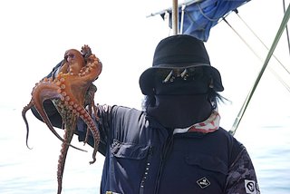 マダコ