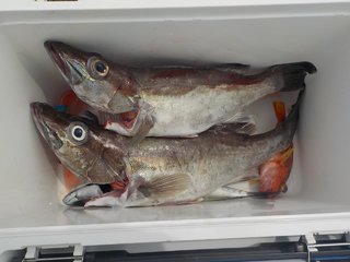 アラ