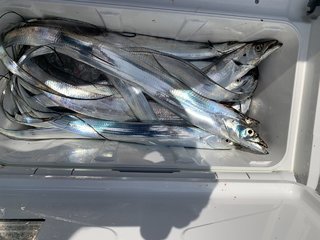 タチウオ