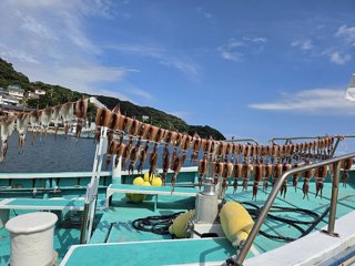 スルメイカ
