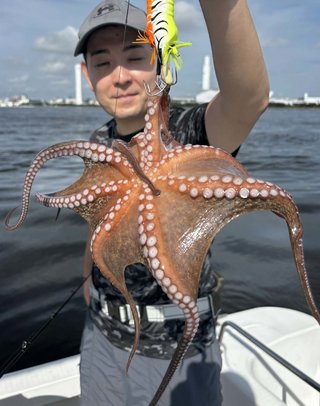 タコ