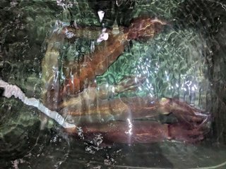 アカイカ