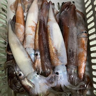 スルメイカ