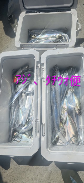タチウオ