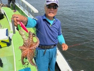 マダコ