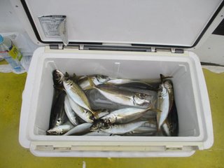 アジ