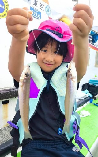 マダコ