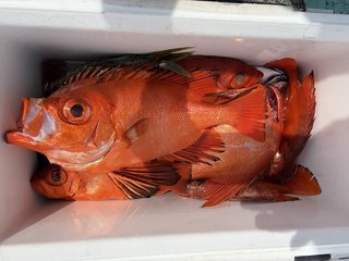 アジ
