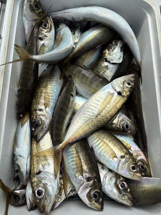 アジ