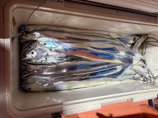 タチ