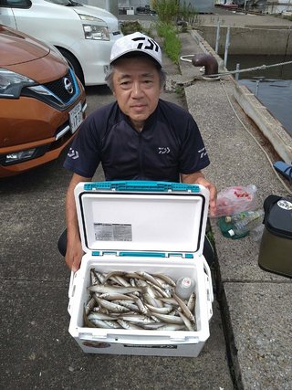 シロギス