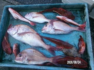 マダイ