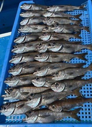 クロムツ