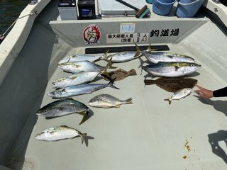 ブリ