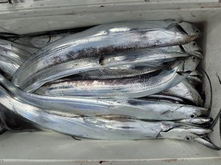 タチウオ