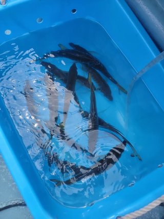 アジ