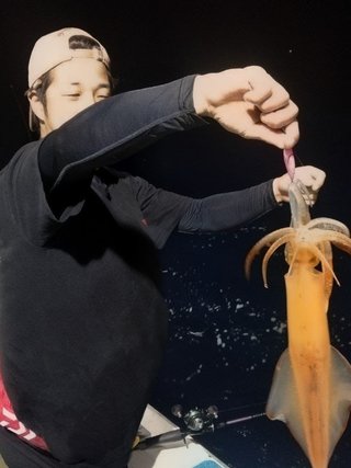 ヤリイカ