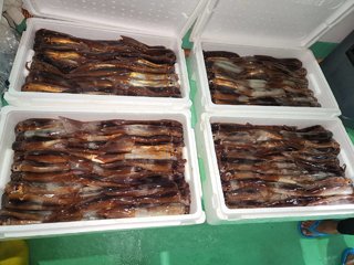 スルメイカ
